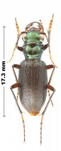 Réf. 244 195 : Tetracha femoralis rivalieri